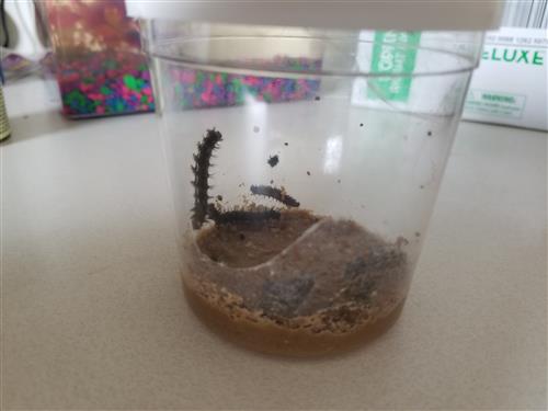 Caterpillars in a cup-Day 7 